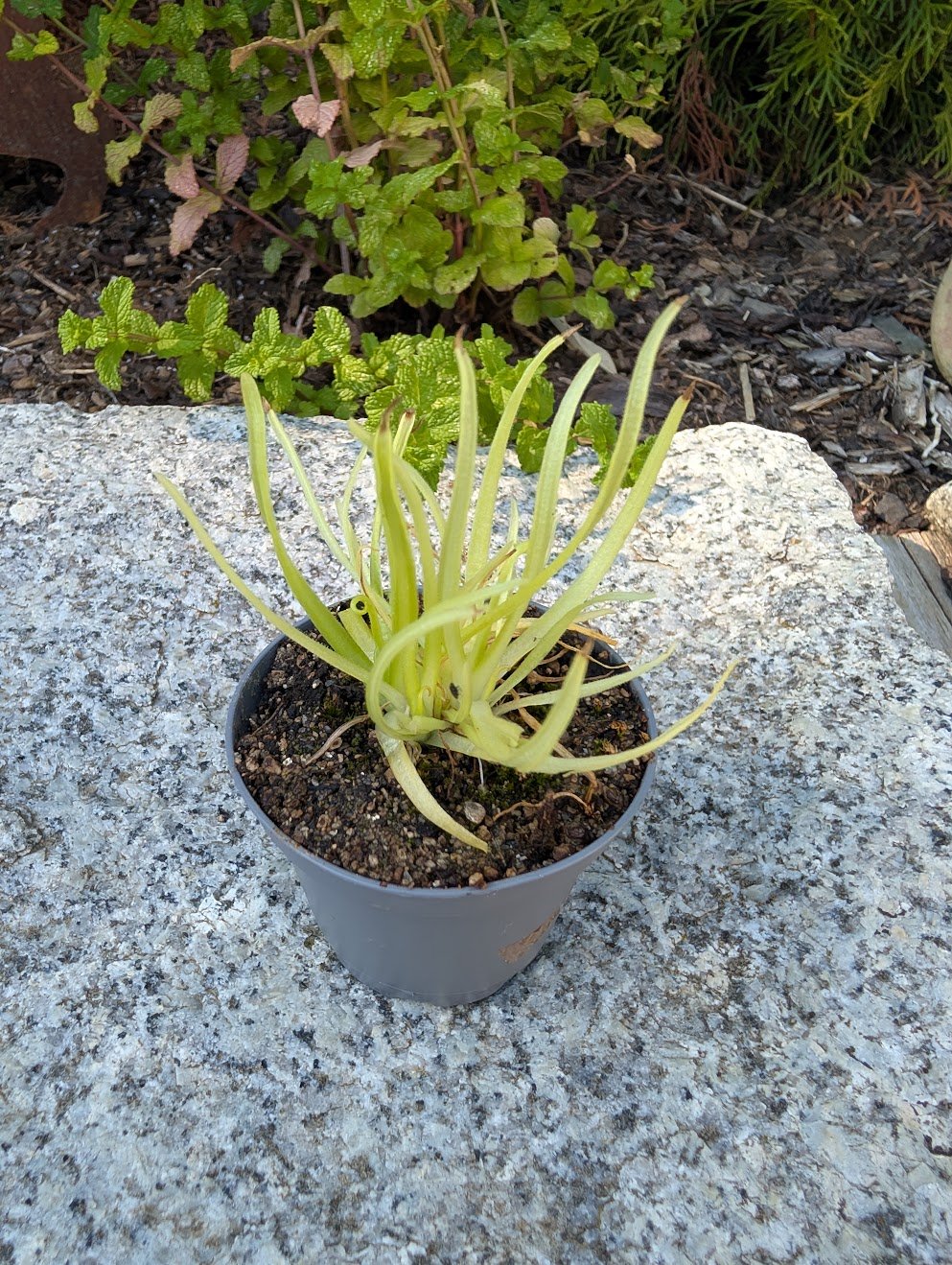 Pinguicula moctezumae