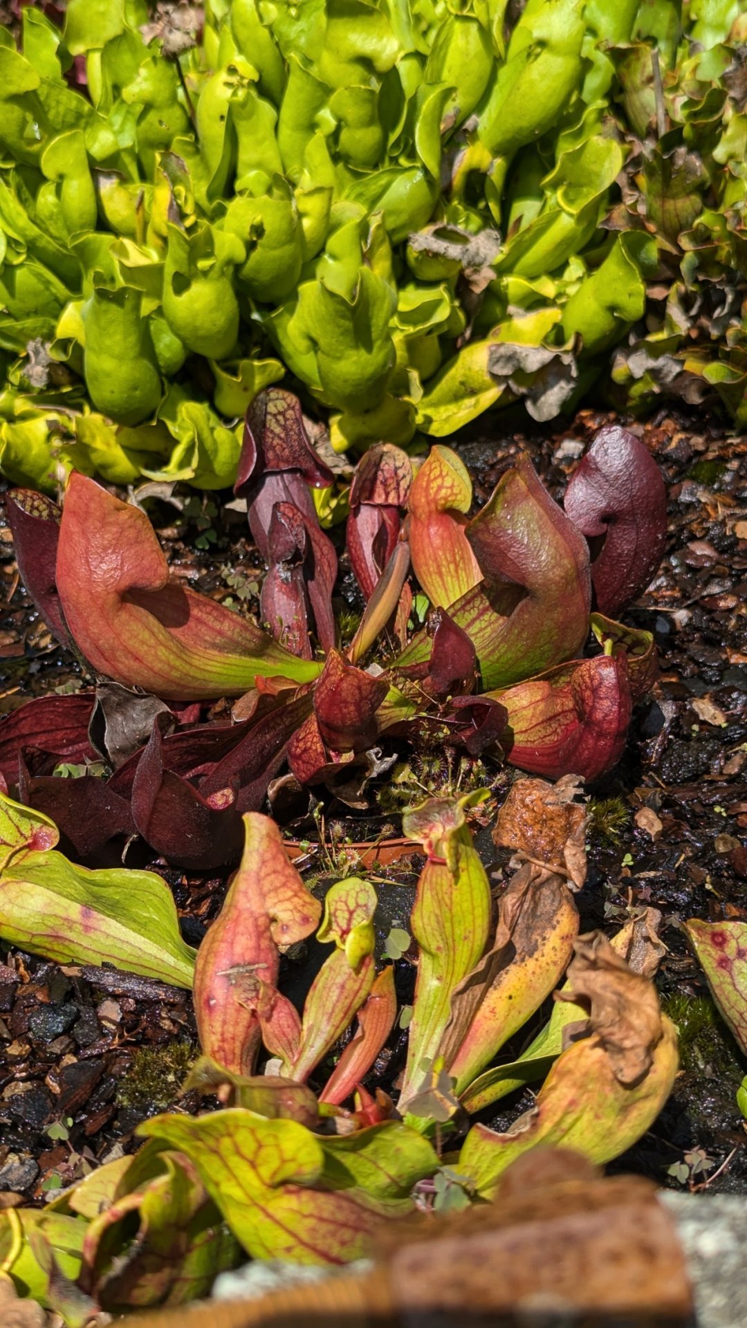 Sarracenia hybrid