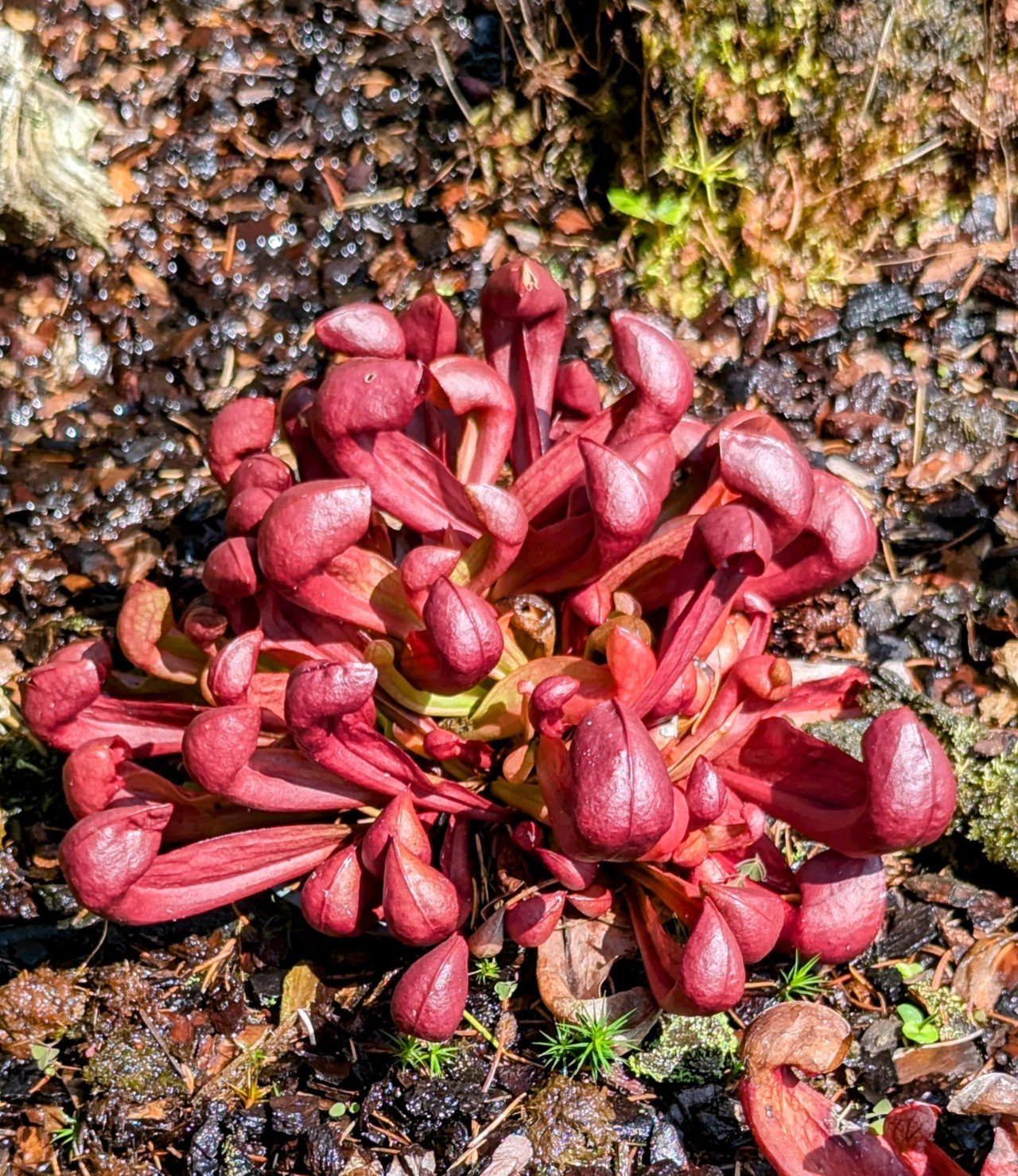 Sarracenia hybrid