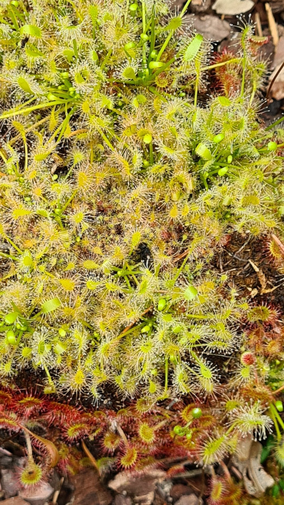Drosera intermedia grün
