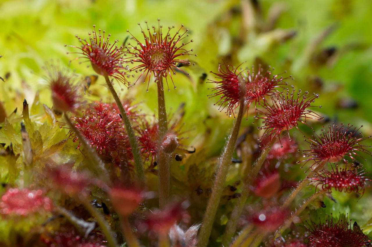 Drosera lanata