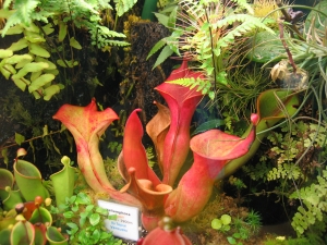 Heliamphora im Hochlandbecken