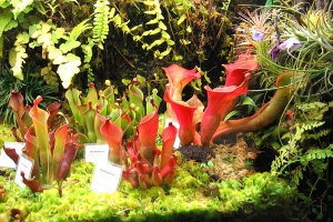 Heliamphora im Hochlandbecken