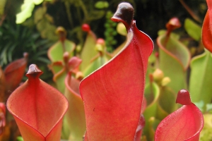 Heliamphora im Hochlandbecken