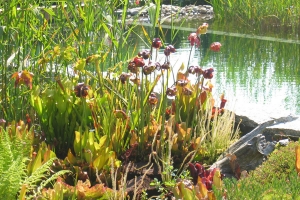 Moorbeet am Schwimmteich