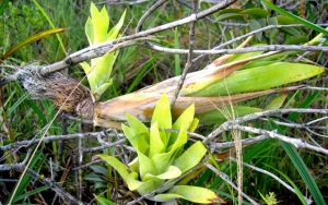 Catopsis berteroniana
