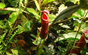 Nepenthes Grubenfalle