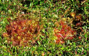 Drosera Klebefalle 