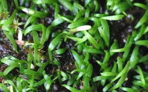 Utricularia Saugfalle