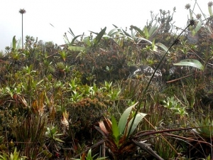 Natürliches Habitat