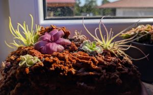 Pinguicula auf der Fensterbank
