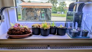 Karnivoren auf der Fensterbank