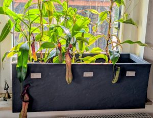 Nepenthes auf der Fensterbank