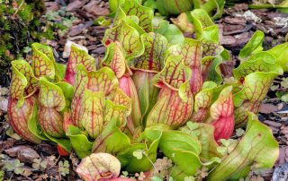 sarracenia purpurea