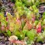 sarracenia purpurea